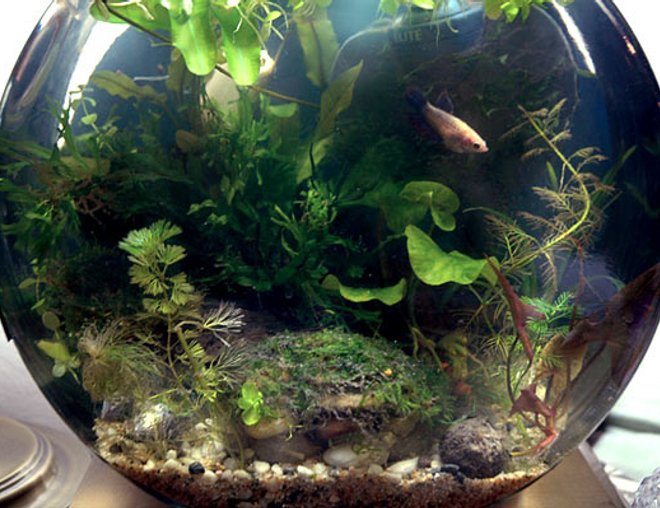 2 gallons planted tank (mostly live plants and fish) - Pico Bowl