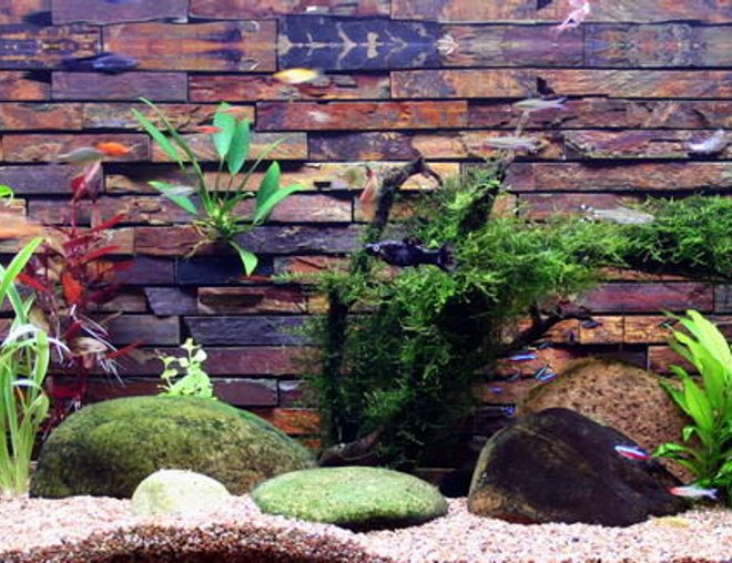 50 gallons planted tank (mostly live plants and fish) - Heres my tank it hasn't been going long but I like it so far.
Backing is done with slate tiles from the hardware shop.  I siliconed them inside the tank.  After a year they dont look as nice anymore as they are covered in algae, but still quite nice.  Baby fish like to hide in the cracks and survive quite well.  New platys are always turning up.
