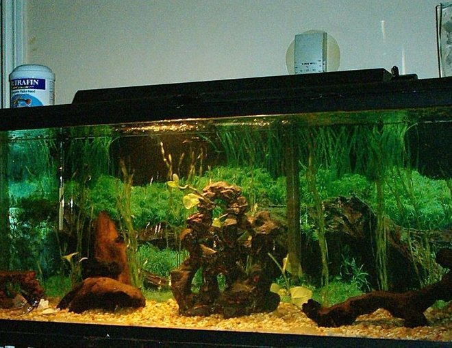 planted tank (mostly live plants and fish) - This Is My Dads Aquarium We Just Got Setup With 4 Plants And 7 Angels