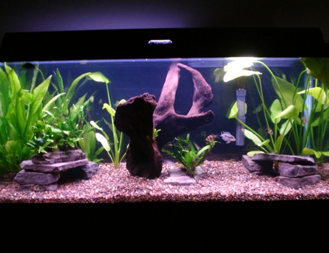 30 gallons planted tank (mostly live plants and fish) - 30 gallon planted tank