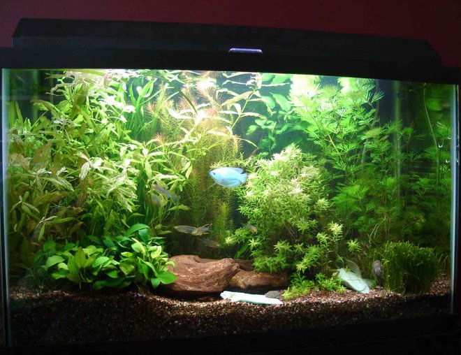 29 gallons planted tank (mostly live plants and fish) - 29g with CO2 and about 80w
Fish~2 kribs, 4 longfin danios, 12 glo-light tetras, 6 celebes rainbowfish, 1 dwarf powder blue gourami, and 3 Ancistrus claro 
Plants~Cabomba, Hygrophila polysperma "rosanervig" , Rotala sp. "Nanjeshan" aka Mayaca selowiana, Rotala sp. "green", dwarf sag and tall sag grass