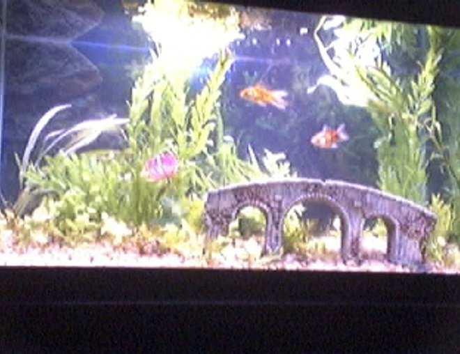 29 gallons planted tank (mostly live plants and fish) - My fish tank!