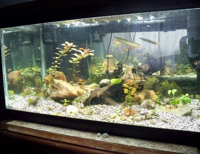 20 gallons planted tank (mostly live plants and fish) - Frontal View of Tank. Birchir can be seen looking for food/attention.