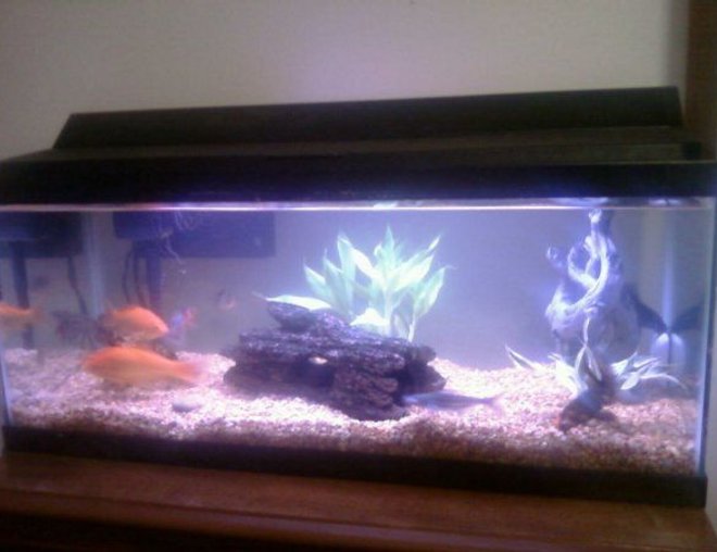 20 gallons planted tank (mostly live plants and fish) - Better pic to come soon...
