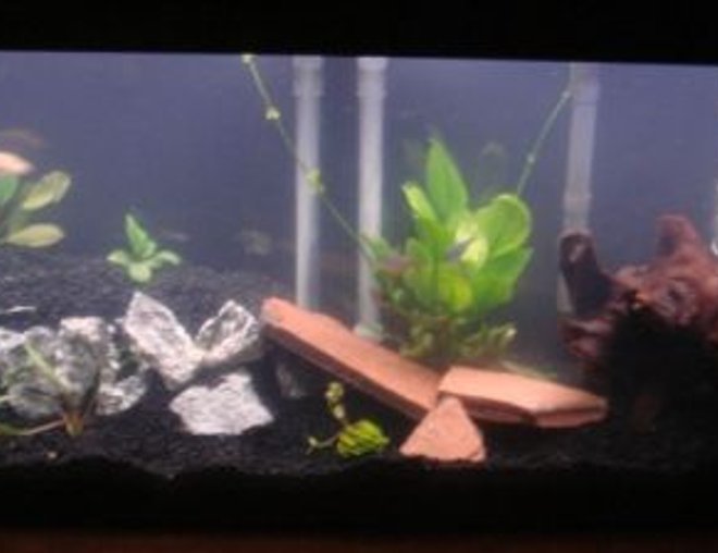 55 gallons planted tank (mostly live plants and fish) - 2 level tank with live plants, please leave me comments on your thoughts for advice