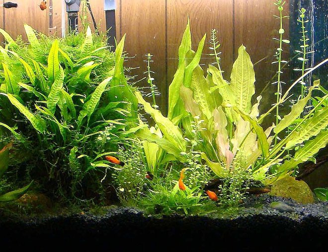 55 gallons planted tank (mostly live plants and fish) - 55 gallon