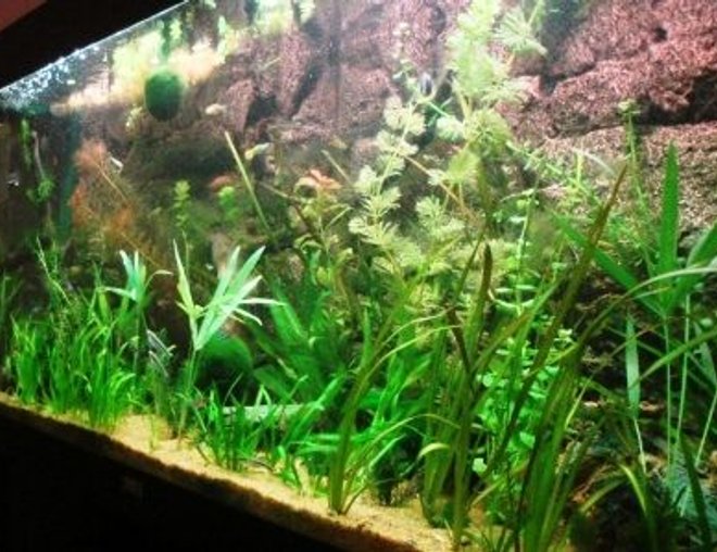 55 gallons planted tank (mostly live plants and fish) - 240 litre juwel tank with pressurized Co2.