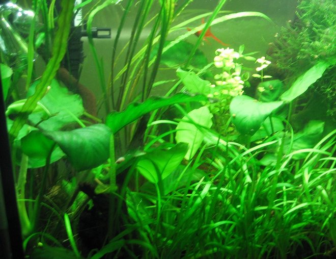 20 gallons planted tank (mostly live plants and fish) - This is my third planted tank.  The tank is a 20 gallon tall.  I am using a Coralife 65 watt 6700k light.  I have a Fluval 301 canister filter.  I am supplying pressurized C02 via a setup sold by GreenLeafAquariums, and diffusing it through an AGA ceramic and glass diffuser.  Occupants are some plattys, a lyretail, and a few otocinclus catfish.  Previous fish I have kept are a trio of Kribensis dwarf Cichlids, and chain loaches.