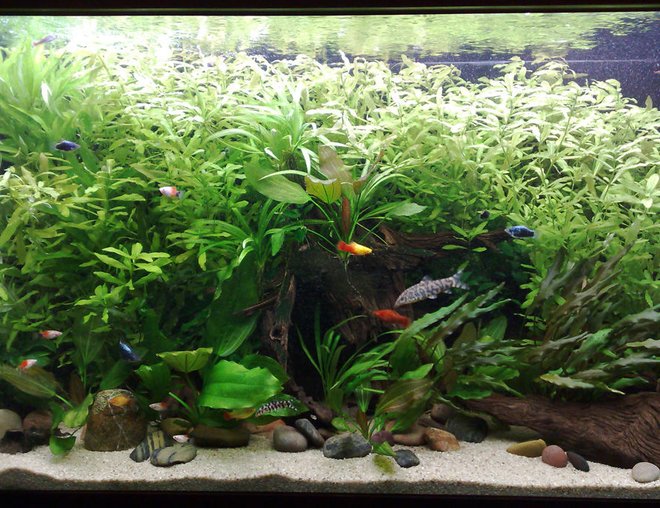 75 gallons planted tank (mostly live plants and fish) - Aquatic valium.