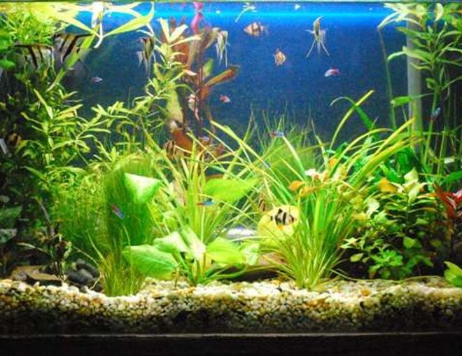 60 gallons planted tank (mostly live plants and fish) - Photo 1