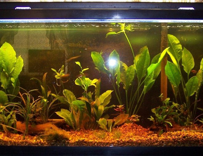 55 gallons planted tank (mostly live plants and fish) - This is my try at growing live plants.