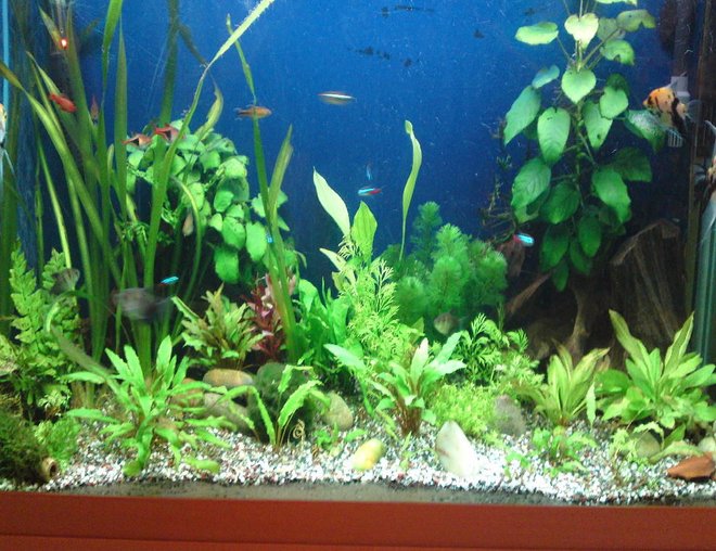 55 gallons planted tank (mostly live plants and fish) - my planted tank.          40" x 16" x 24" tank
lighting 3x 39w t5 tubes 10 hour light period. Fluval 405 external canister filter.