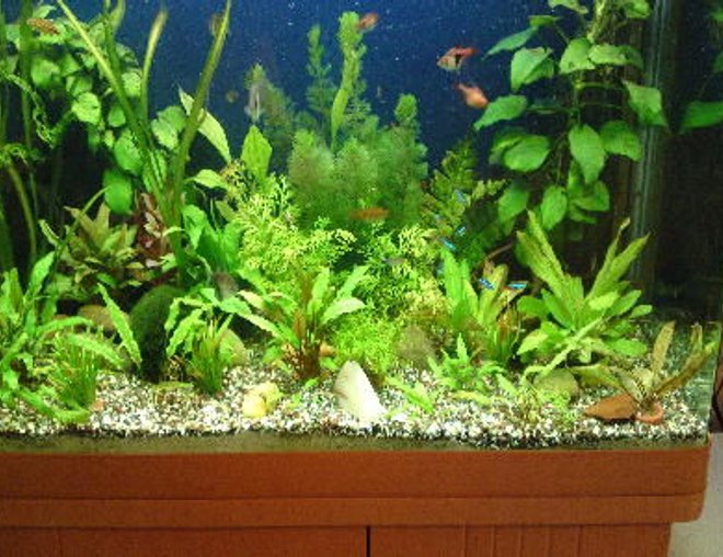 55 gallons planted tank (mostly live plants and fish) - all growing well :)