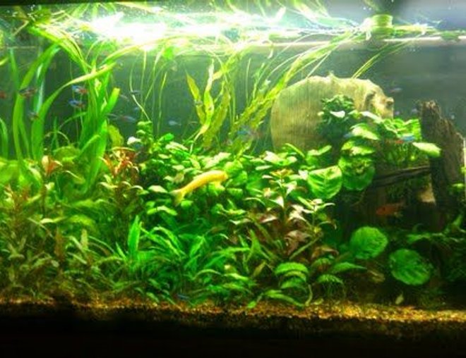 55 gallons planted tank (mostly live plants and fish) - Plants: 
Cryptocorynes,various aponogetons,java fern,dwarf hairgrass,anubias,pygmy chainswords,red ludwigia,marble queen sword,onion plants
Fish:
45 green neons
30 neon tetras
4 red serpae tetra
1 rubberlip
5 otocinclus algae eater
1 golden algae eater
2 red cherry shrimp
6 purple tetras
1 pencilfish
1 SAE
1 bolivian ram
1 kribensis
3 yoyo loach