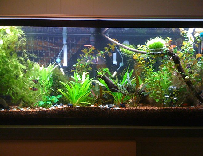 55 gallons planted tank (mostly live plants and fish) - Just under a year into the hobby.
