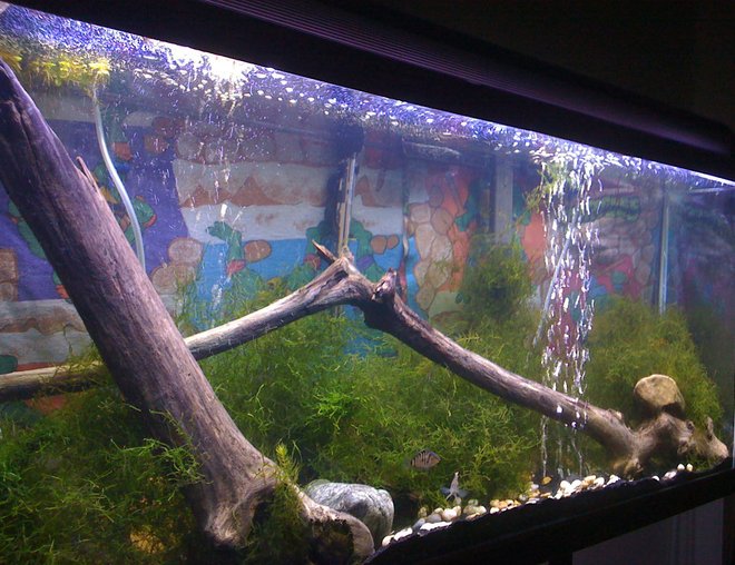55 gallons planted tank (mostly live plants and fish) - This is my other tank
With Convict Cichlids and 
(Pair)Red headed Geophagus
1 reg Plec

and java moss and drift wood with some pots for hiding. Simple but beautiful. Thank you for looking.