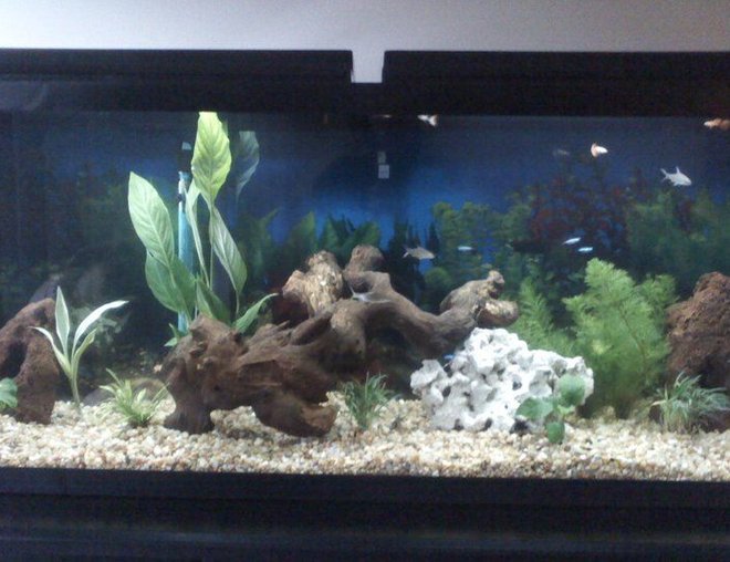 55 gallons planted tank (mostly live plants and fish) - .....