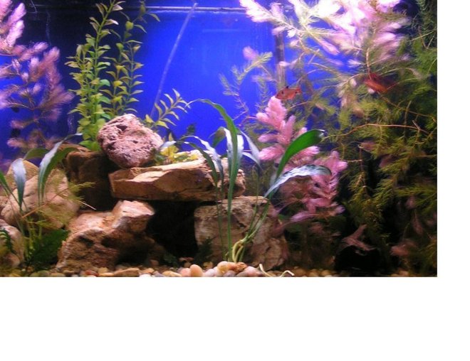 55 gallons planted tank (mostly live plants and fish) - 55 gallon frrshwater tank