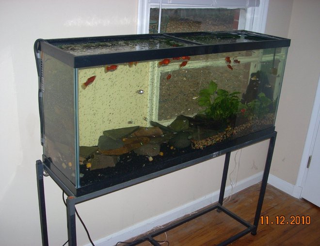 55 gallons planted tank (mostly live plants and fish) - all natural sunlight regulated by blinds & no filtration (regulated by water changes, snails & live plants); 400 watt heater; (2) flexible bubble wands with tubing & air pump (provides water agitation and current); Carib Sea Flora Max with First Layer Pure Laterite for plant side; deep river pebble gravel...wood/pebbles, stone, (live) plants plus natural sunlight creates the perfect ecosystem