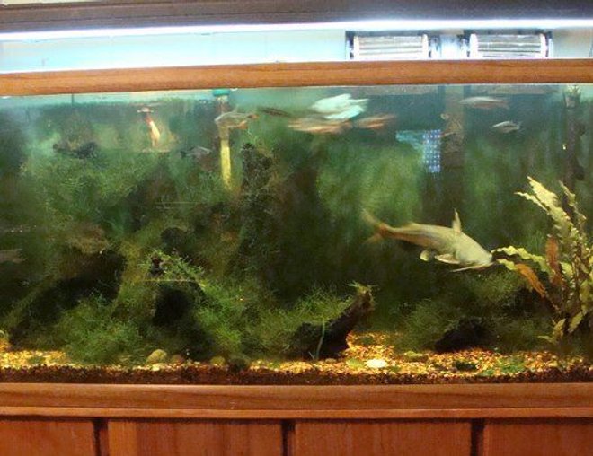 55 gallons planted tank (mostly live plants and fish) - 55 Gallon 2 cats one large one small, 2 fox face, 2 gourami. 1 minnow. 6 Barbs  most plants grew without me planting