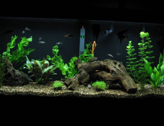 55 gallons planted tank (mostly live plants and fish) - Home Sweet Home