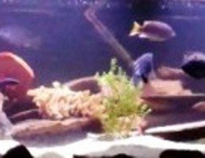 55 gallons planted tank (mostly live plants and fish) - 125 gallon Psycho mixed cichlid tank. Still, as all tanks, a work in progress. 21 different kinds 2 rainbow sharks one that is 6" one cherry loach still alive a 12" bala shark! random