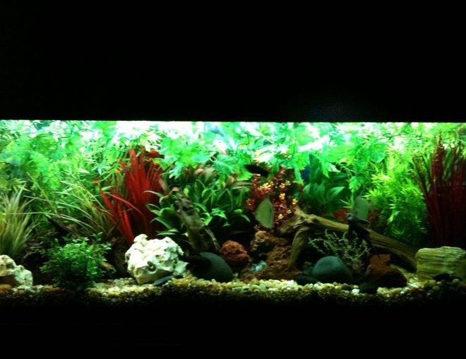 55 gallons planted tank (mostly live plants and fish) - Overall view of the 55 gallon freshwater aquarium