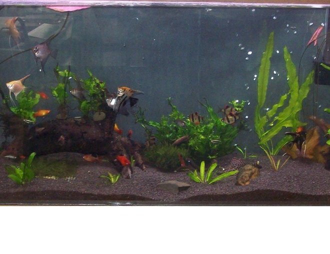 55 gallons planted tank (mostly live plants and fish) - 55 gallon planted aquarium...this is my first try at this....open to any advice