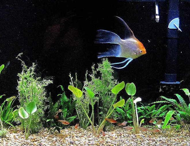 55 gallons planted tank (mostly live plants and fish) - Got plants yestreday, will update picture soon! please leave advice in comments to make tank better