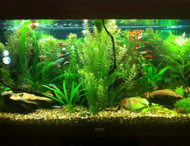 55 gallons planted tank (mostly live plants and fish) - Year 1