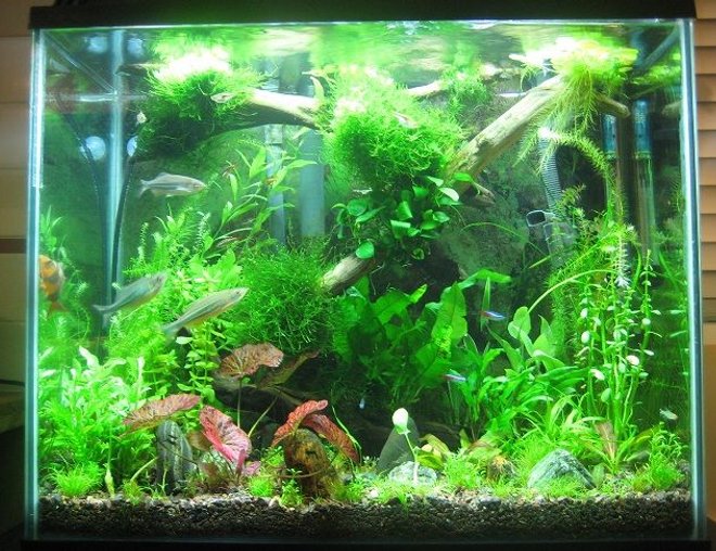 20 gallons planted tank (mostly live plants and fish) - 20 g planted tank with over 20 plant species, 41 fish and 22 shrimp. Not a spot of algea. I cant keep my hands out of it. Hope you enjoy it as much as I do.