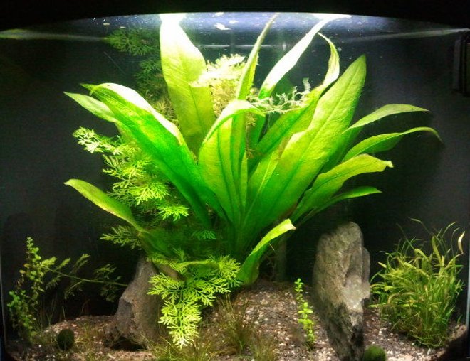 planted tank (mostly live plants and fish) - My little 30l, was a nice scape, unfortunately I moved and haven't got round to setting this one up again.