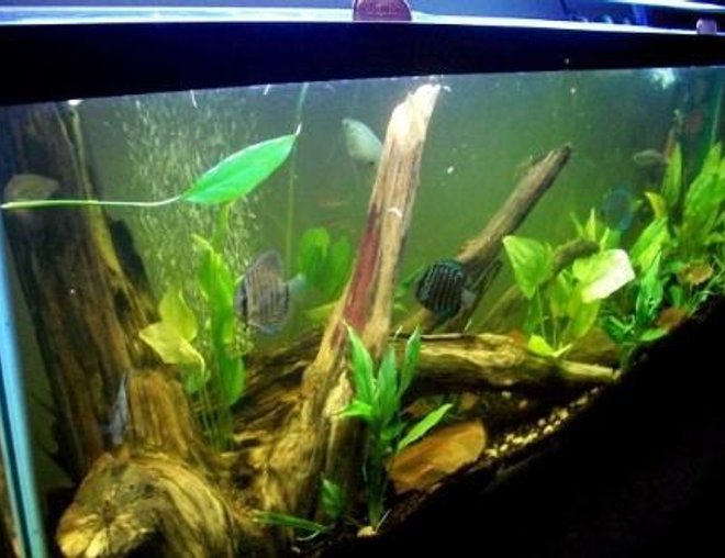55 gallons planted tank (mostly live plants and fish) - new arrangment of my 55 gallon