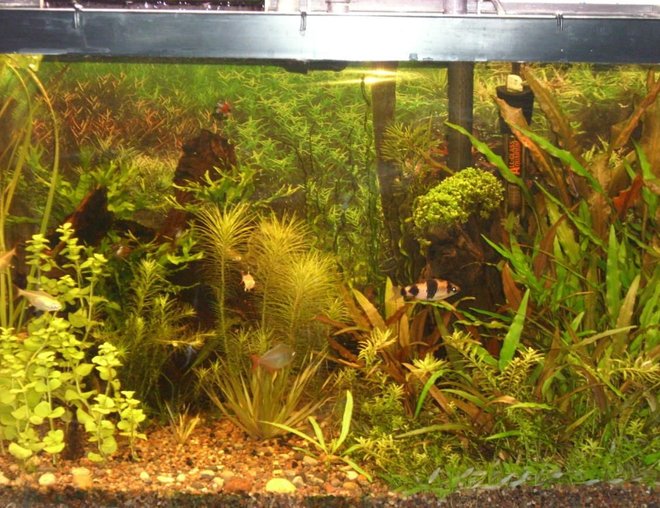 20 gallons planted tank (mostly live plants and fish) - a current picture of my 20 high tank taken jan 20, 2012