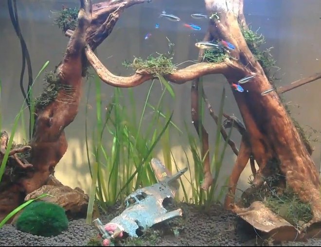 20 gallons planted tank (mostly live plants and fish) - My new tank! Just starting really!