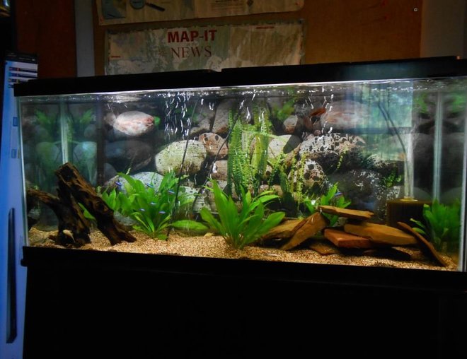 55 gallons planted tank (mostly live plants and fish) - 55 gallon tank with 11 cardinal tetras, 1 male black orchid betta, 2 female bettas, 1 gold ram and 1 electric blue ram. 6 amazon sword plants