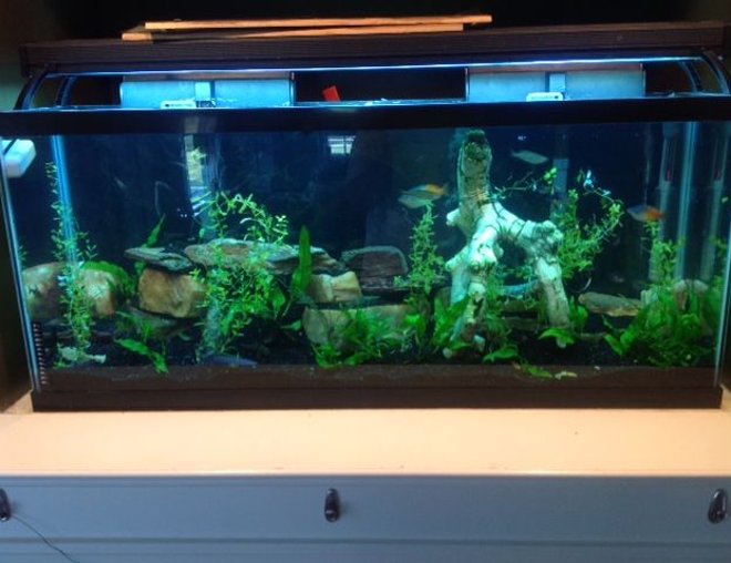 55 gallons planted tank (mostly live plants and fish) - 55 gallon standard   6 years established

ECOCOMPLETE substrate, Community Tank, Live Plants, Real Rock
