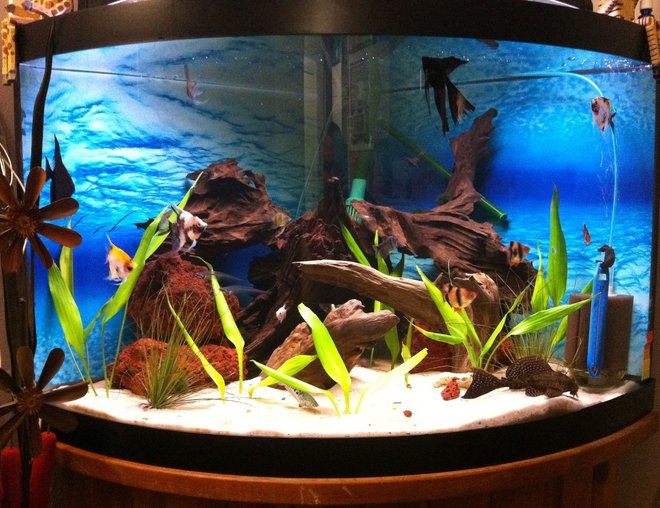 55 gallons planted tank (mostly live plants and fish) - 2 black angel fish, 3 koi angelfish,
2 zebra angelfish, 3 tiger barbs, 3
glass catfish, 1 sail fin pleco, 1
eel, 2 blue guarami, and 1 orange
guarami