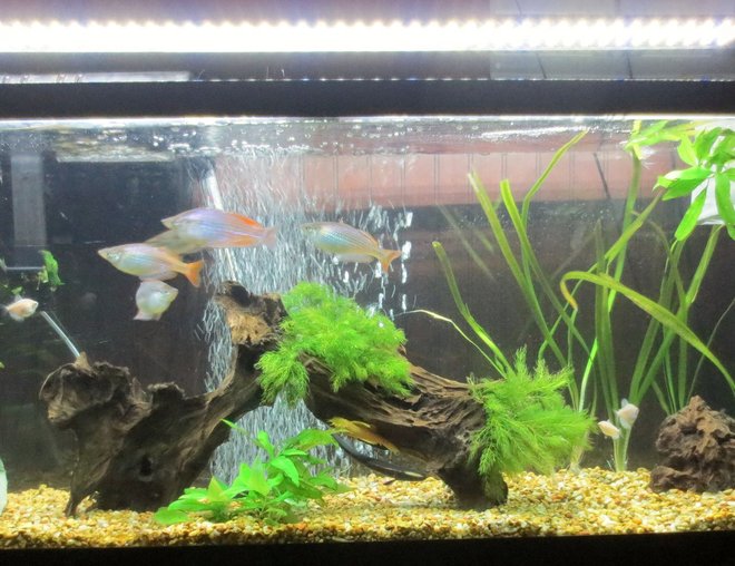 55 gallons planted tank (mostly live plants and fish) - Still a work in progress but i have
a few plants ( Hornwort, Jungle
Val, and a few others) i also have
to large pieces of driftwood as my
centerpiece.