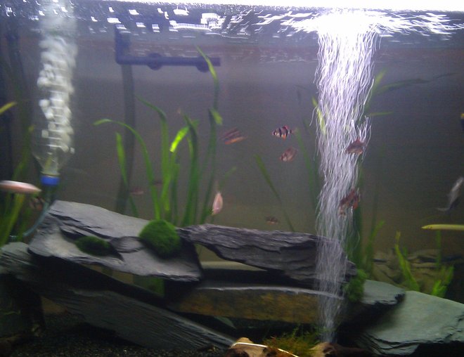 55 gallons planted tank (mostly live plants and fish) - My tank as of 7/01/2013