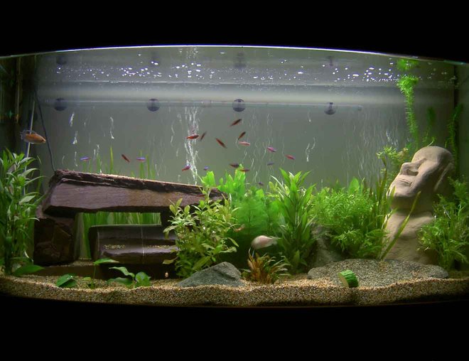 30 gallons planted tank (mostly live plants and fish) - Aqua one 30 Gallon monster