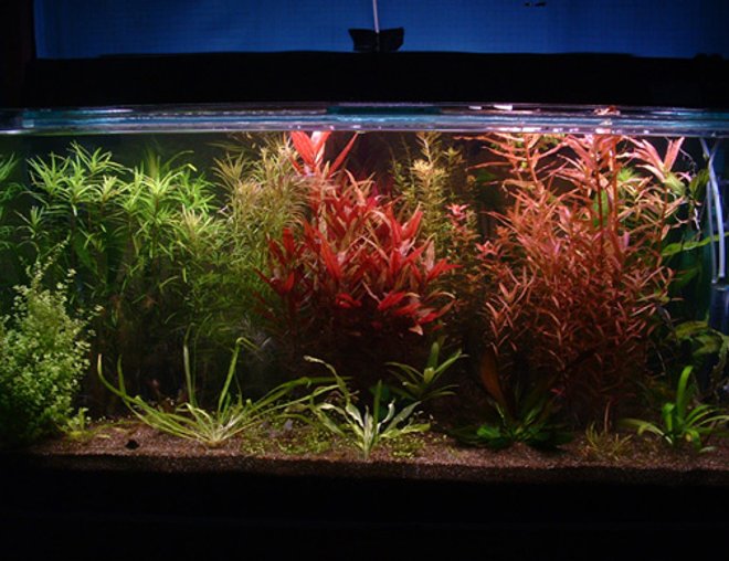 100 gallons planted tank (mostly live plants and fish) - 120x60x60 planted tank.The color gave me the most satisfaction as it is sometimes very hard to have all plants doing well.