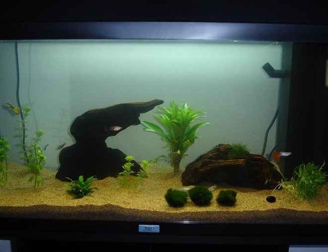 30 gallons planted tank (mostly live plants and fish) - 5 cardinal tetras
1 zebra fish
1 SAE
1 albino sucker fish
lots of plants with some moss.
This is my first tank and it's only 1 weeks old, so be gentle.. It will get better, but I want to slow down so I can get the fish in a scheduled pattern.