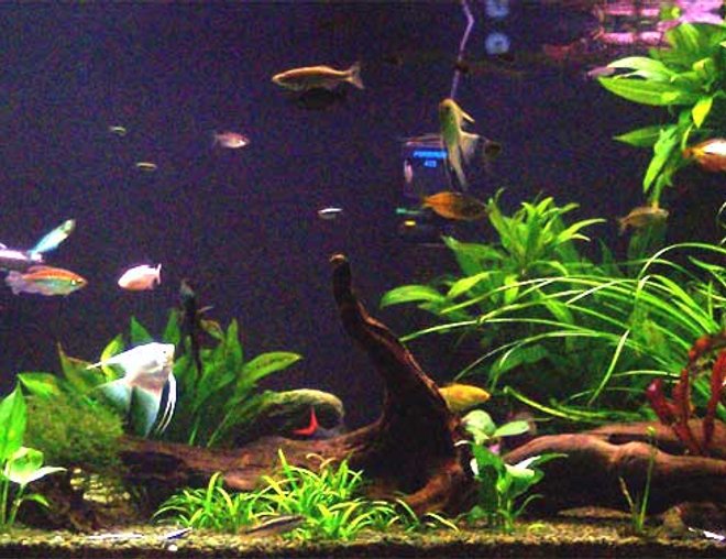 100 gallons planted tank (mostly live plants and fish) - Planted community tank.