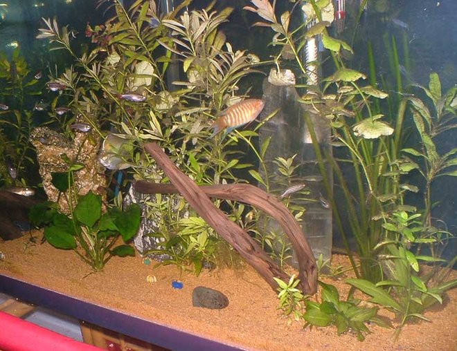 33 gallons planted tank (mostly live plants and fish) - community tank with healthy plants and fish