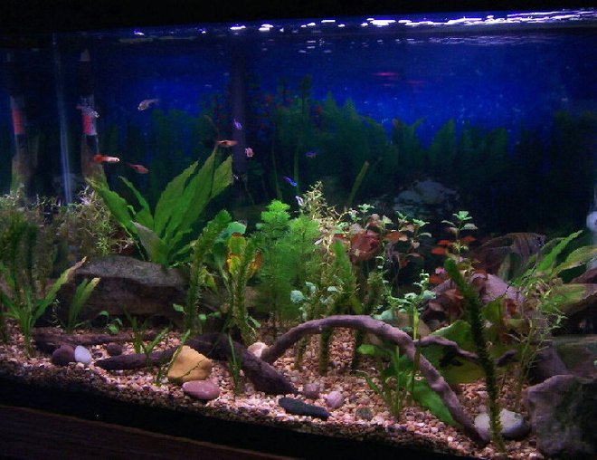29 gallons planted tank (mostly live plants and fish) - 29 gallon 5 months old with new plants.