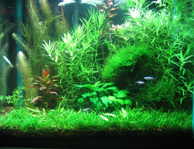 15 gallons planted tank (mostly live plants and fish) - 15gallon tall