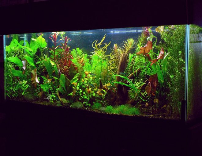 55 gallons planted tank (mostly live plants and fish) - standard 55 gallon - 48"x12"x22".  EcoComplete substrate, 2x96 watt PC lighting, 2x1 liter DIY yeast CO2 with active diffuser.  AquaClear 70 filter with foam and Biomax.  Adding trace, N, P, K and Excel every other day.