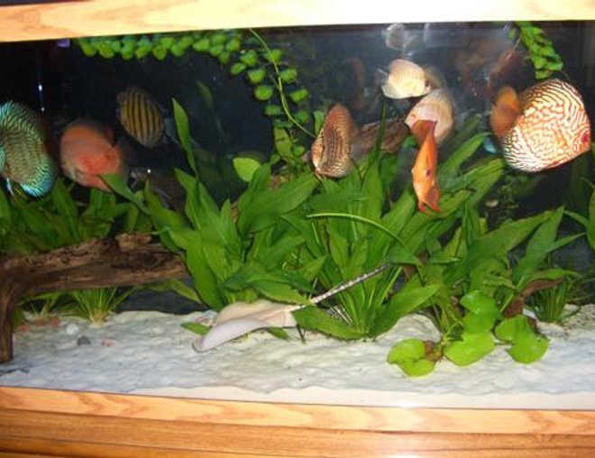 55 gallons planted tank (mostly live plants and fish) - My Planted 55 gallon tank with alot of Discus and a Histrix Stingray
