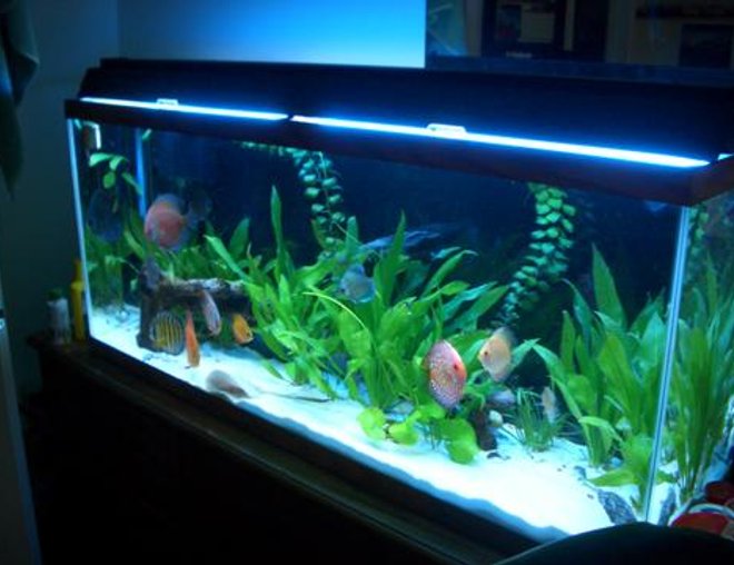 55 gallons planted tank (mostly live plants and fish) - Discus / Stingray Tank